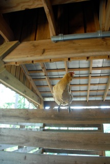 A young Goldie faces the future...