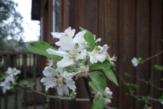 winter flower portrait #8