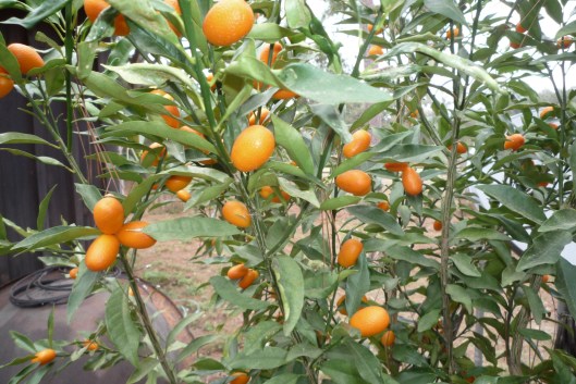 okay, not a winter flower portrait, but still...