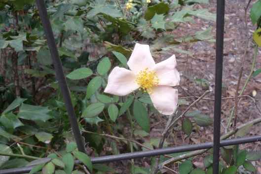 winter flower portrait #17