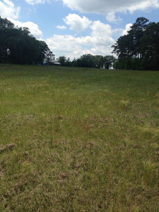 front field, in part...