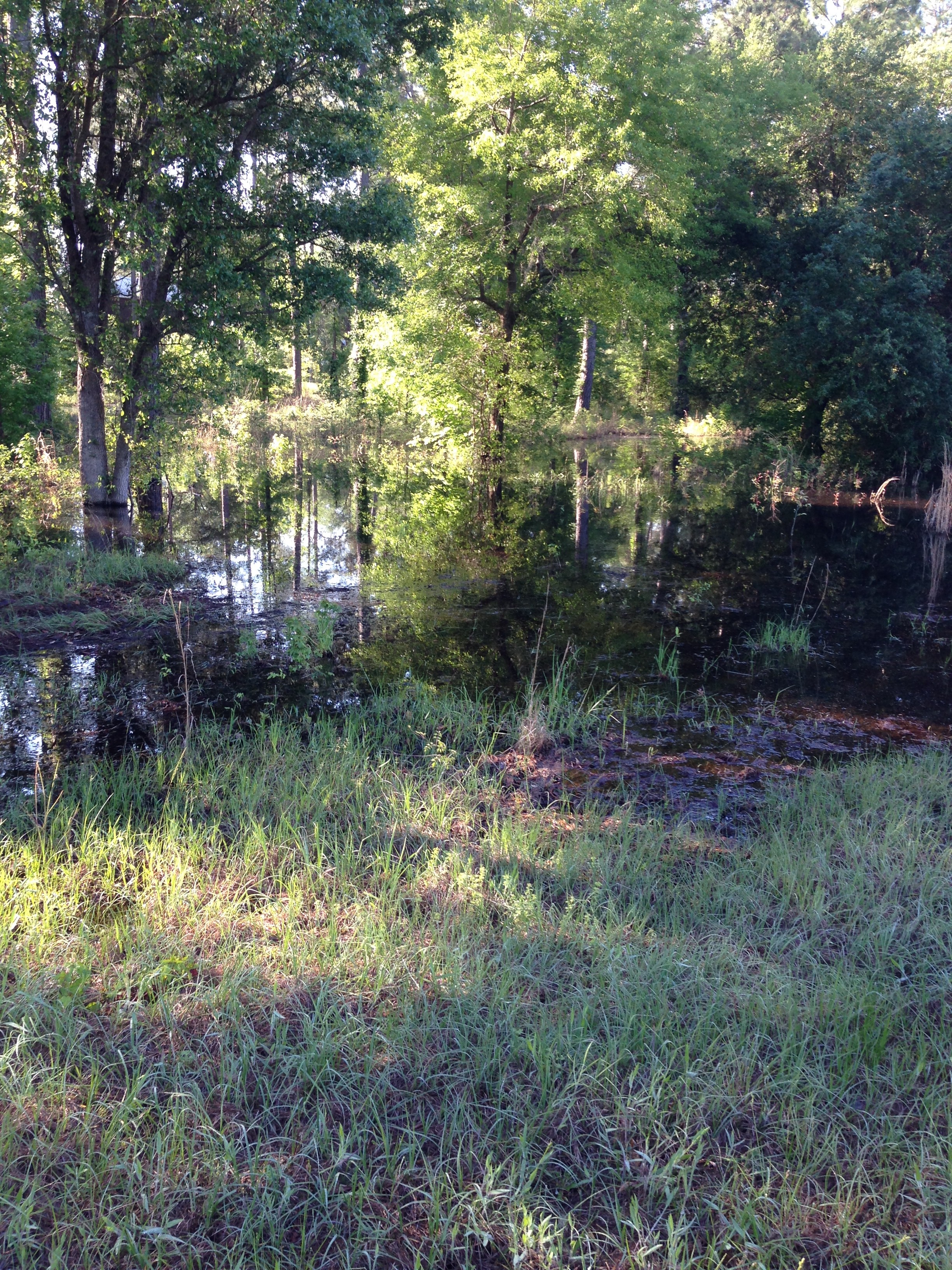 woods and water await...