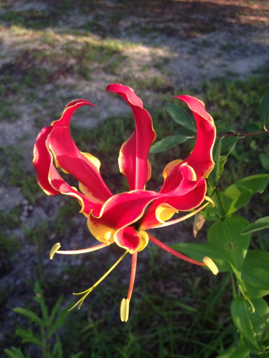 i'm guessing lily...