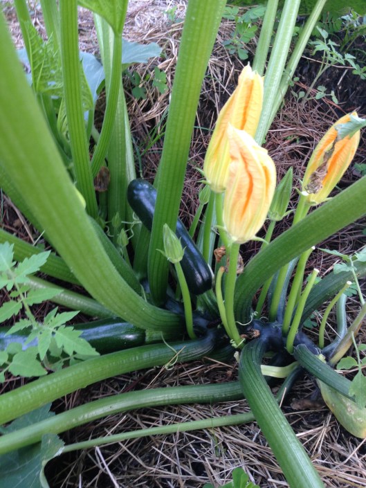 in search of zucchini...