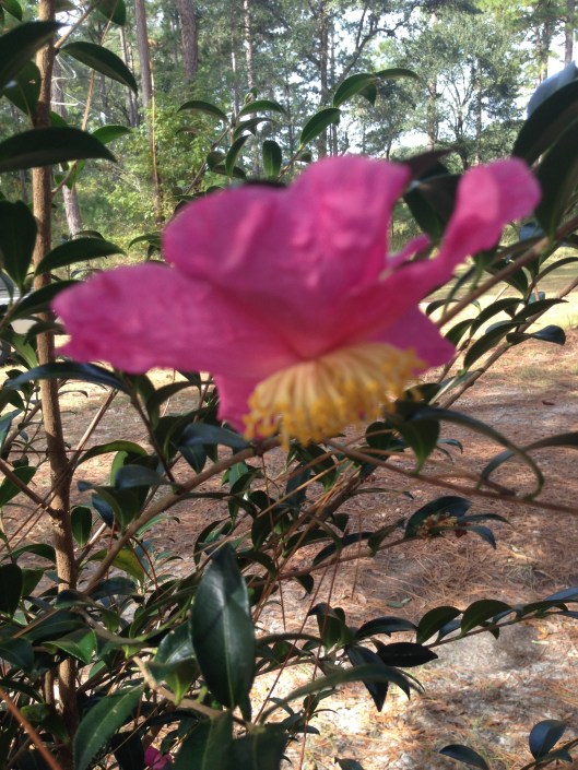 christmas camellia...