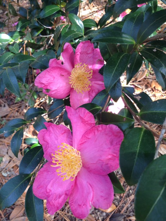 or yuletide camellia..