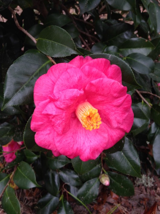 camellia japonica #1