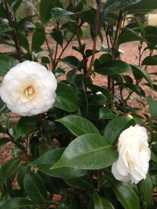 camellia japonica #4